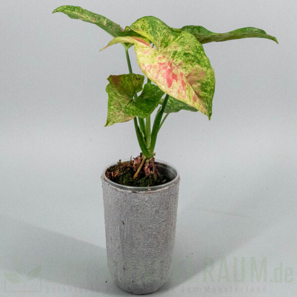 Syngonium Pink Fog