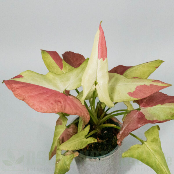 Syngonium orm nagpum variegata