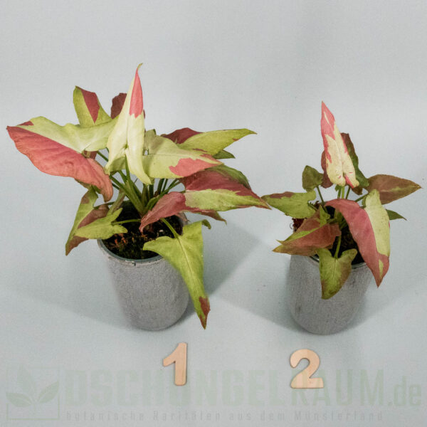 Syngonium orm nagpum variegata