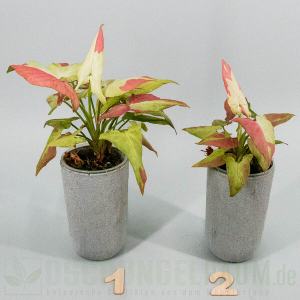 Syngonium orm nagpum variegata