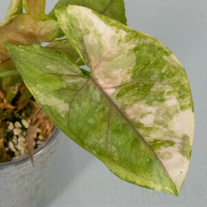Syngonium aaron brown