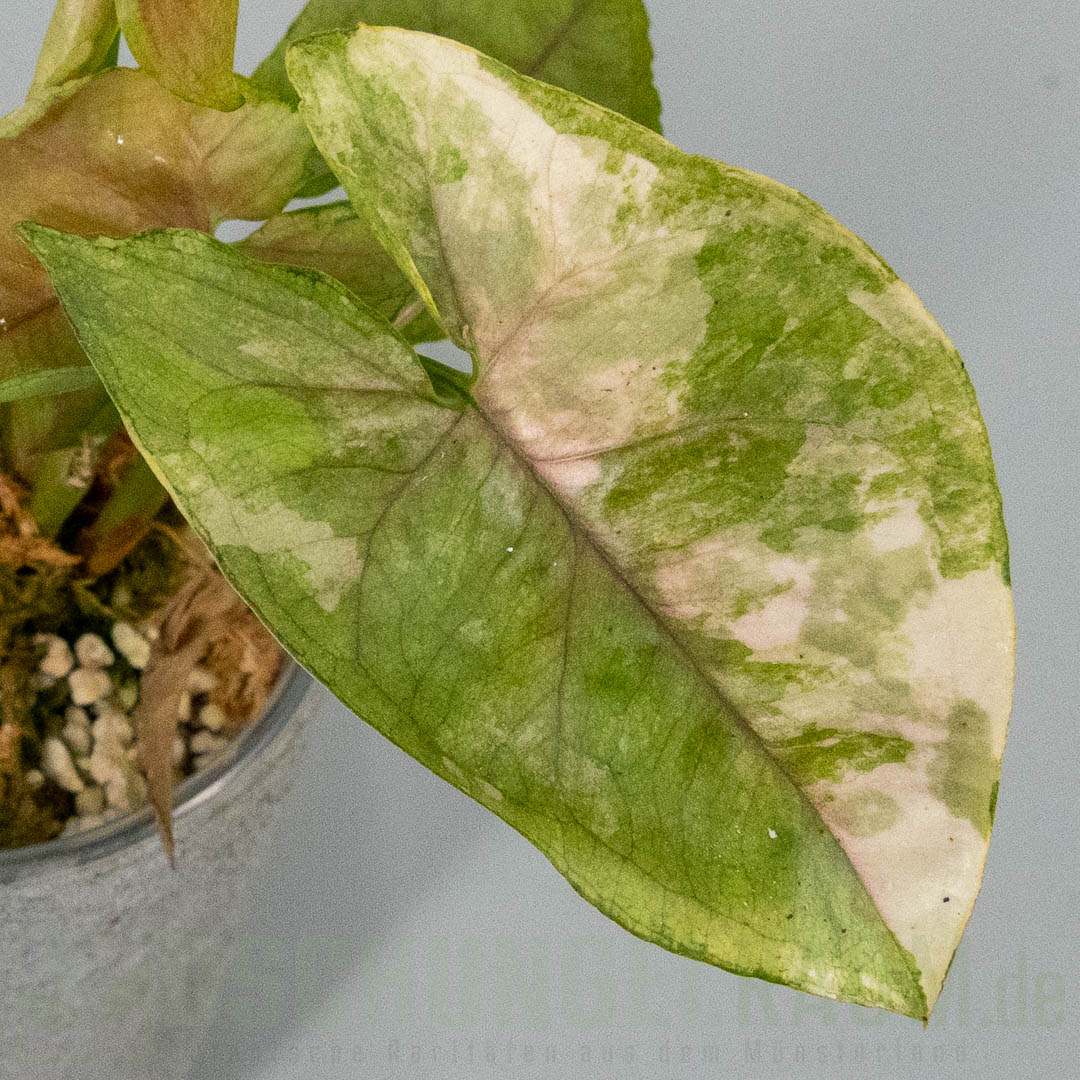 Syngonium aaron brown