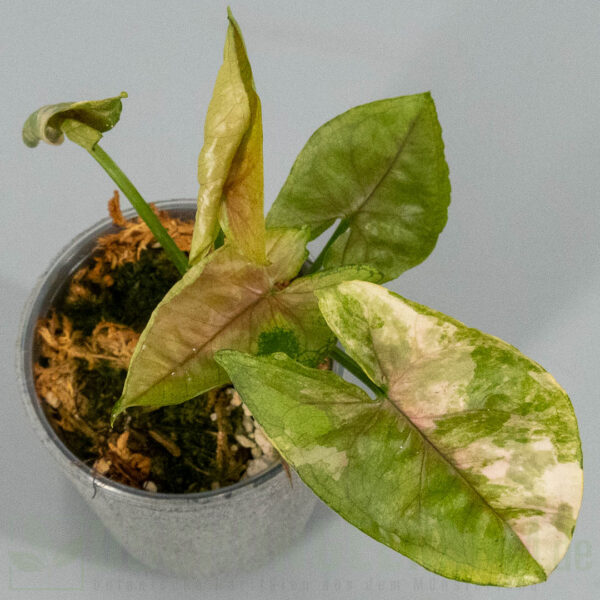 Syngonium aaron brown