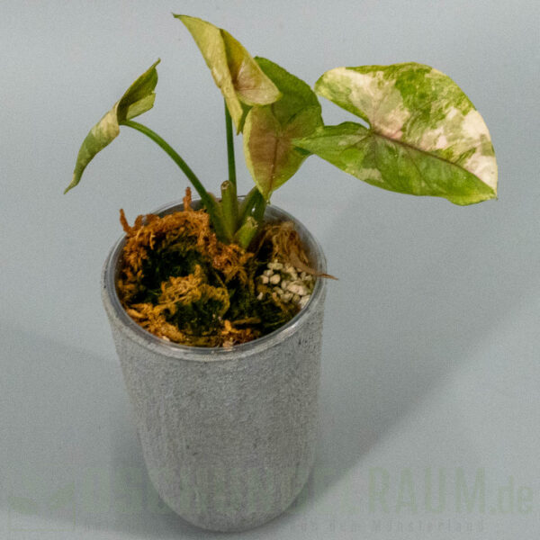 Syngonium aaron brown