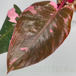 Philodendron pink princess burgundy