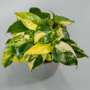 Philodendron burle marx variegata