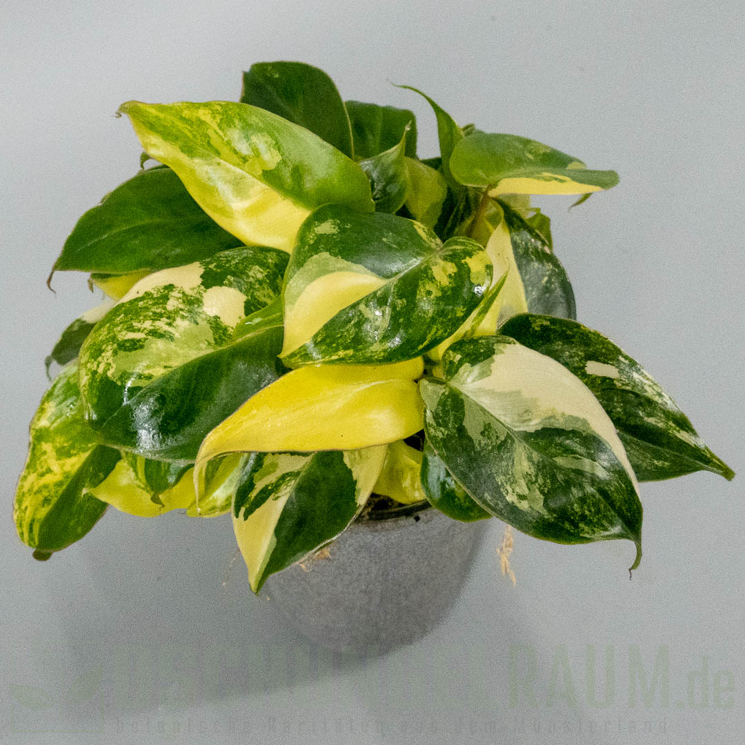 Philodendron burle marx variegata