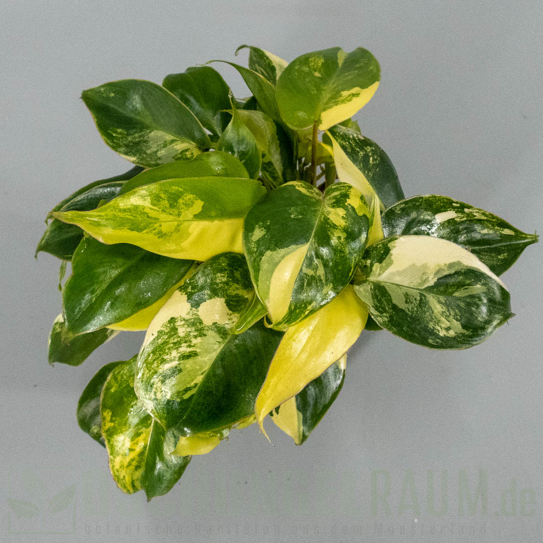 Philodendron burle marx variegata