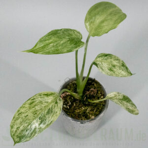 Scindapsus blue albo sp. salaka