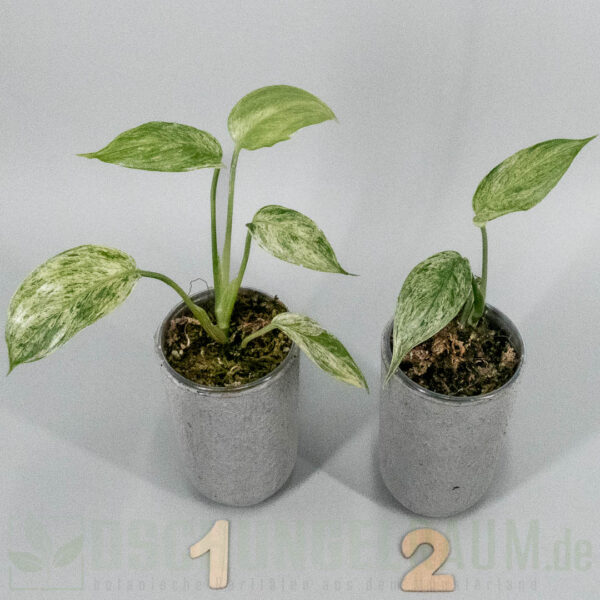 Scindapsus blue albo sp. salaka