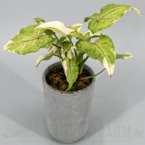 Syngonium White Princess #09