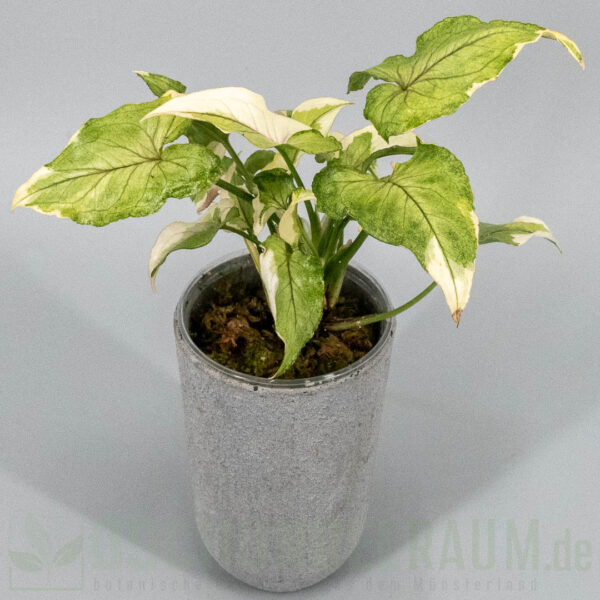 Syngonium White Princess #09