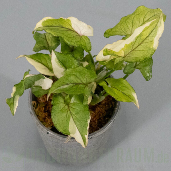 Syngonium White Princess