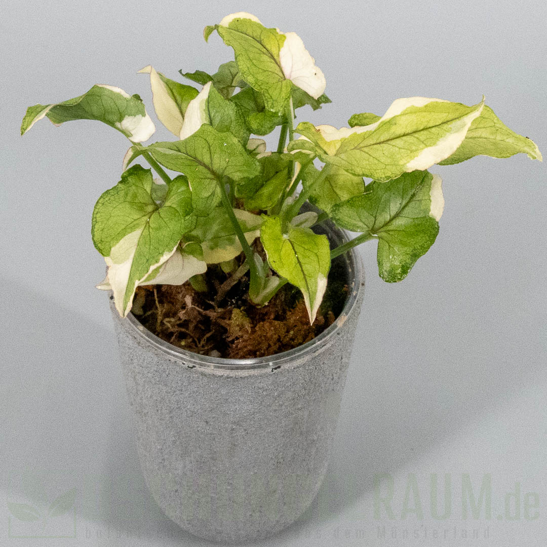 Syngonium White Princess #10