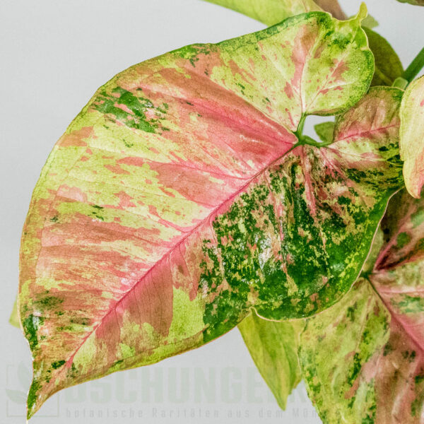 Syngonium pink drizzle tricolor