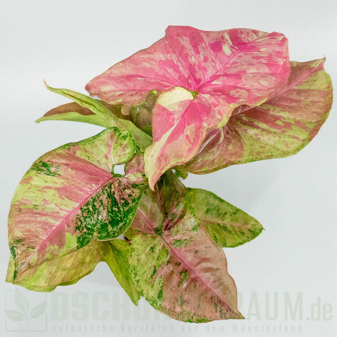 Syngonium pink drizzle tricolor
