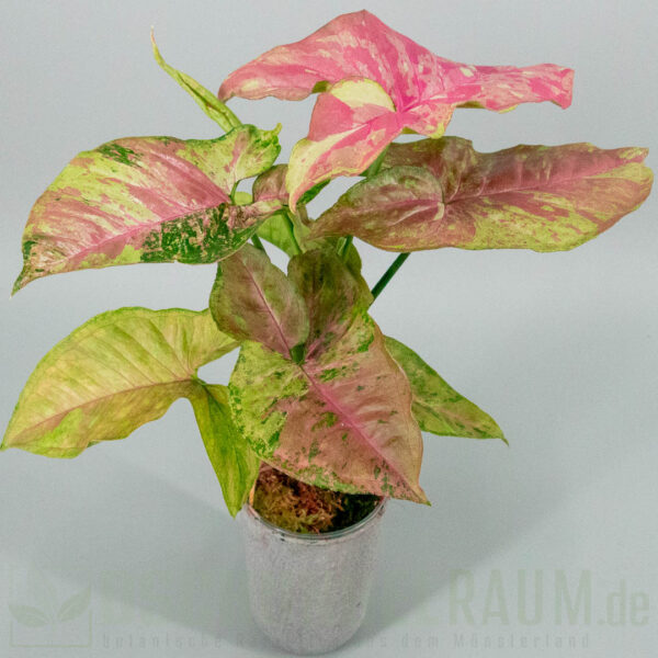Syngonium pink drizzle tricolor