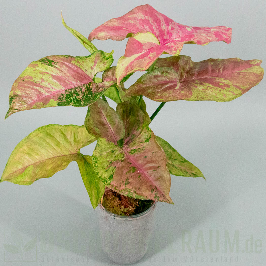 Syngonium pink drizzle tricolor