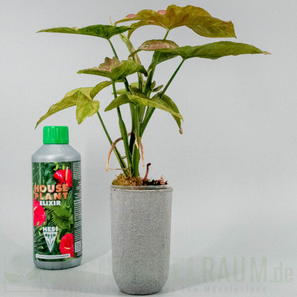 Syngonium pink drizzle tricolor