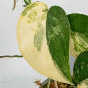 Scindapsus jade satin aurea variegata