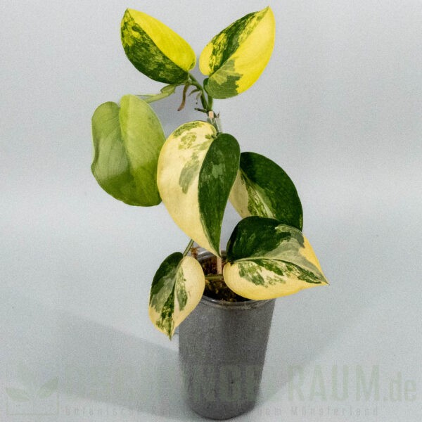 Scindapsus jade satin aurea variegata