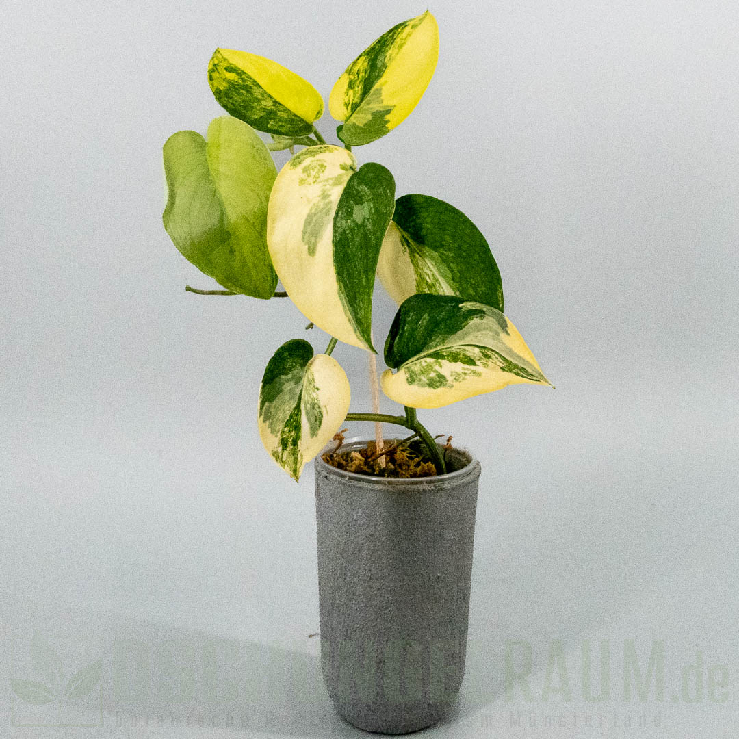 Scindapsus jade satin aurea variegata