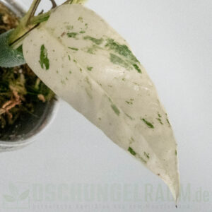 Epipremnum cebu blue marble variegata