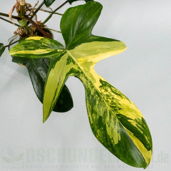 Philodendron Florida Beauty variegata