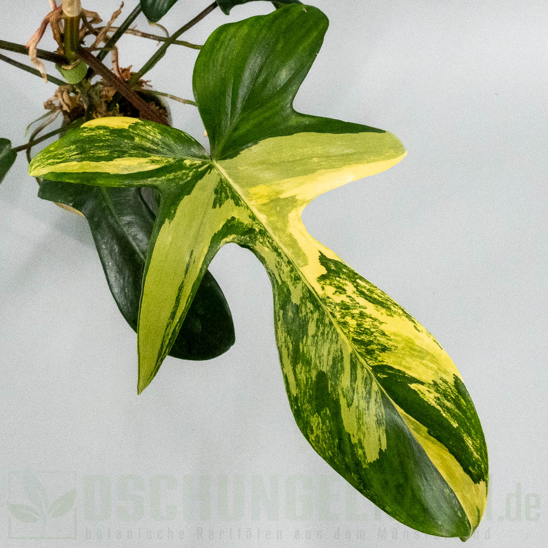 Philodendron Florida Beauty variegata, XL, high grade #03