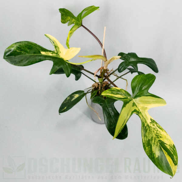 Philodendron Florida Beauty variegata