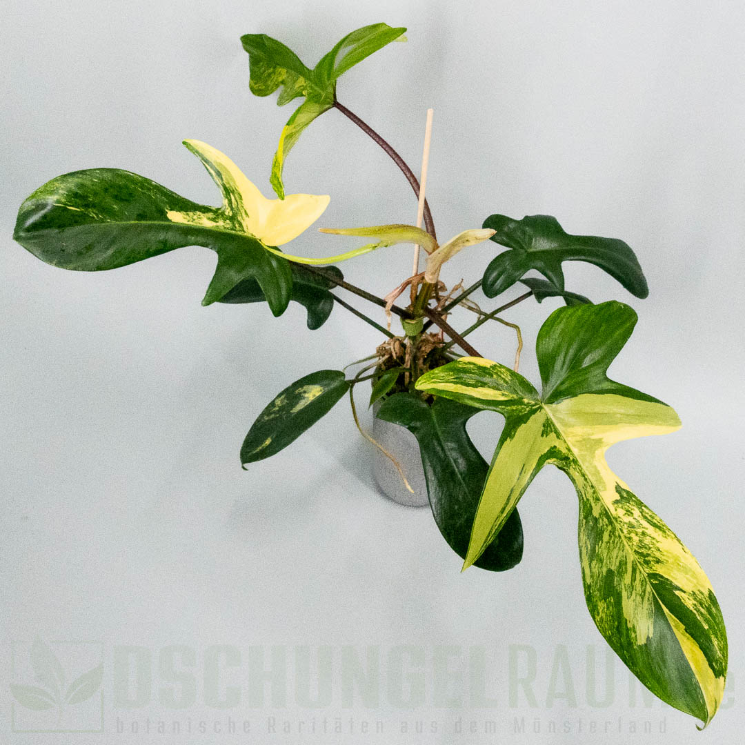 Philodendron Florida Beauty variegata