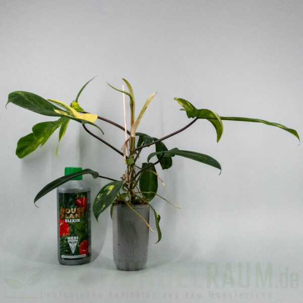 Philodendron Florida Beauty variegata