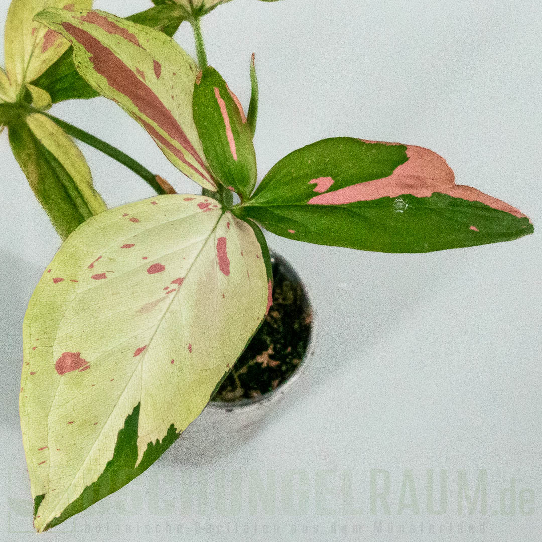 Syngonium green tea salmon, sehr selten #05
