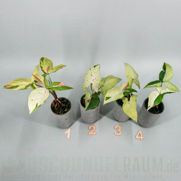 Syngonium podophyllum green tea salmon