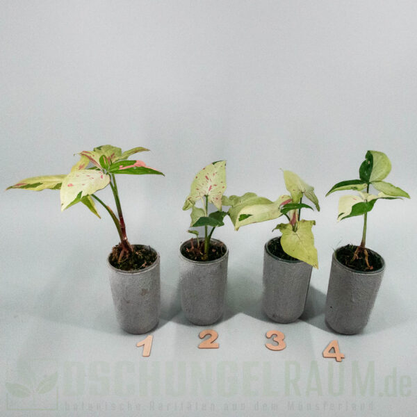 Syngonium podophyllum green tea salmon