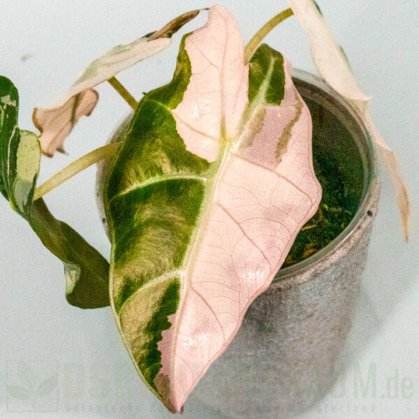 Alocasia polly super pink variegata