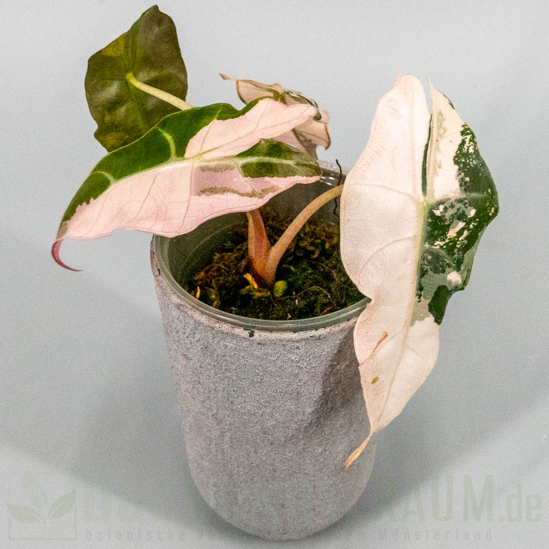 Alocasia polly super pink variegata