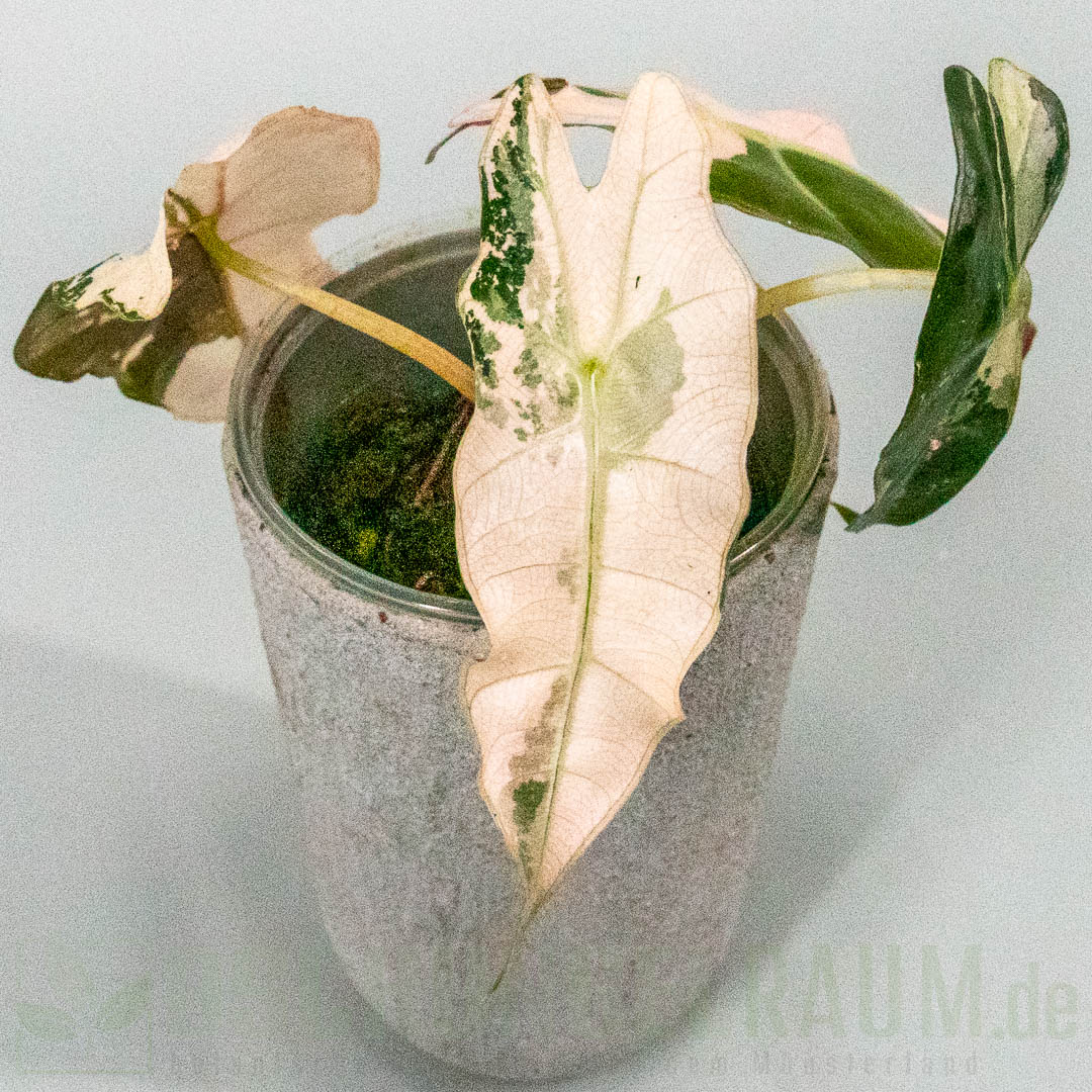 Alocasia polly super pink variegata