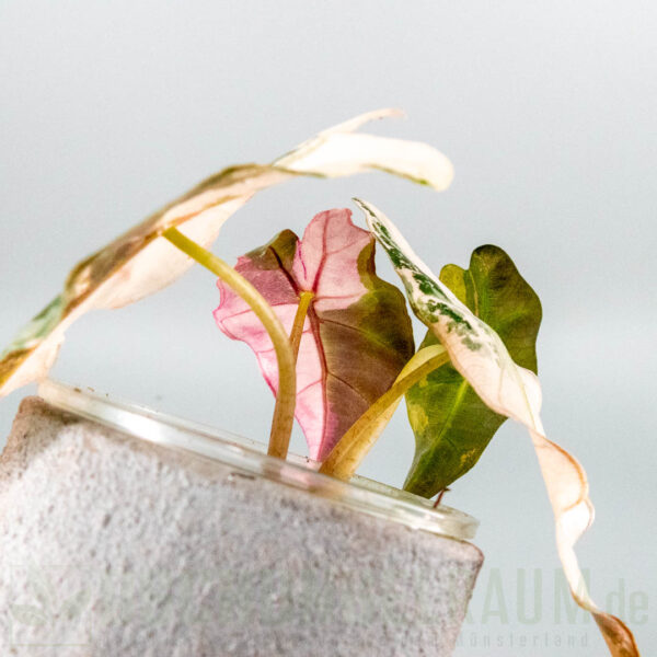 Alocasia polly super pink variegata