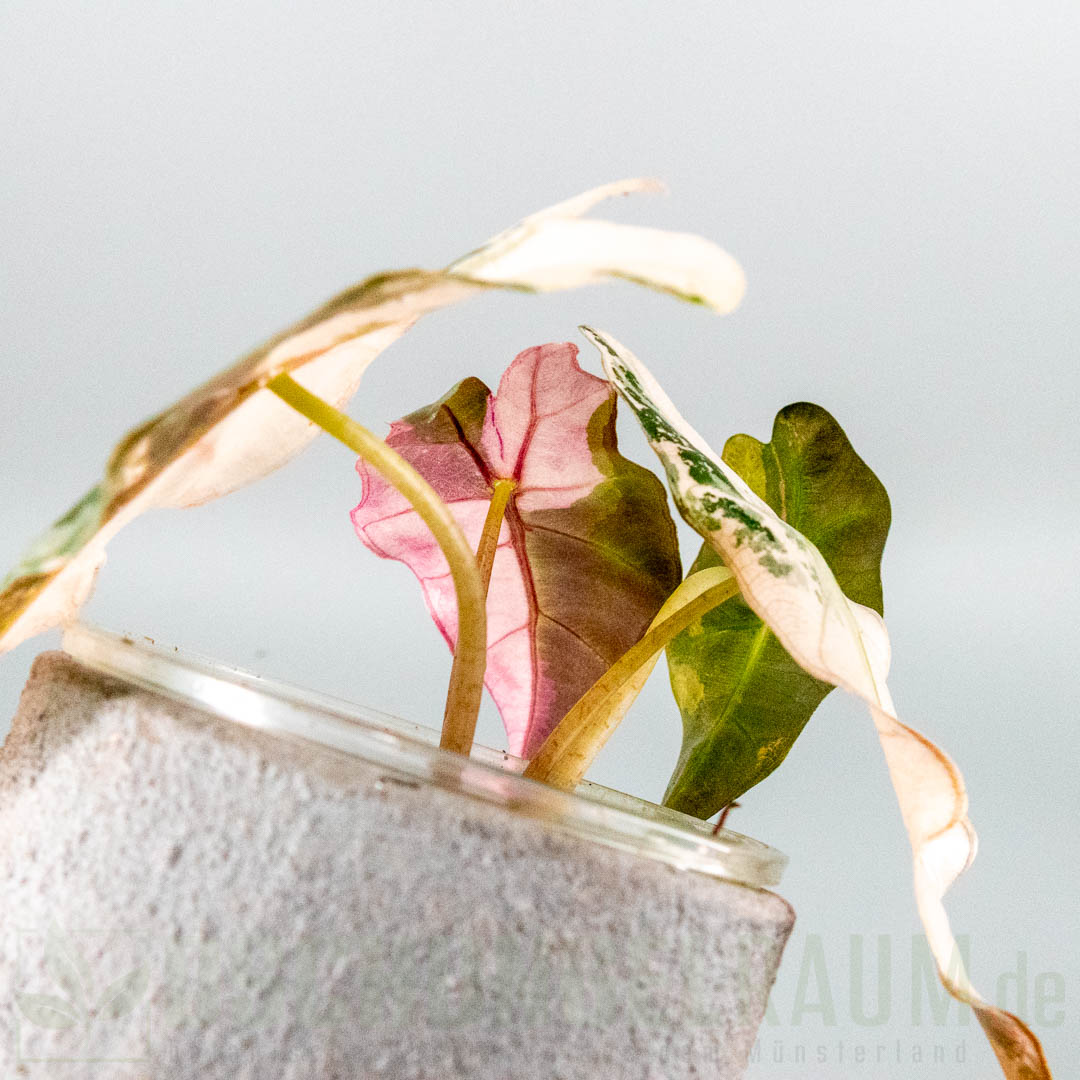 Alocasia polly super pink variegata