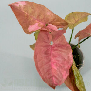 Syngonium double red variegata