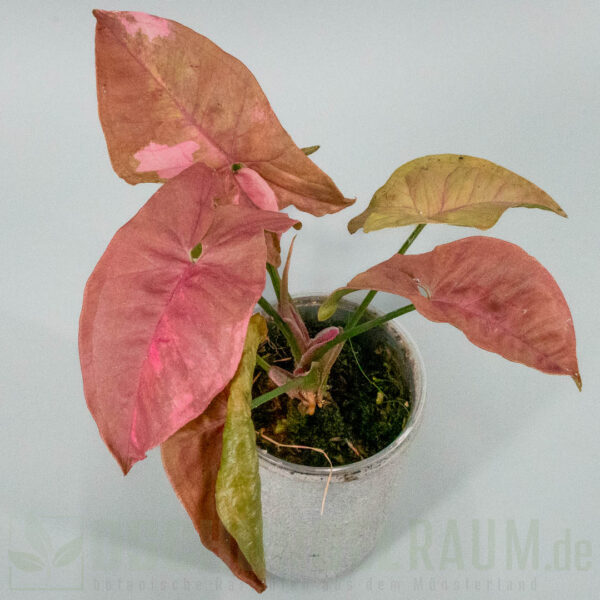Syngonium double red variegata