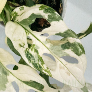 Monstera adansonii archipelago tricolor