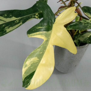 Philodendron Florida Beauty variegata