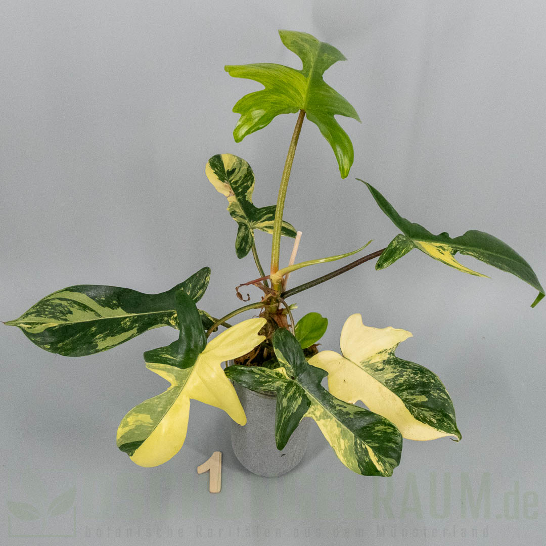 Philodendron Florida Beauty variegata