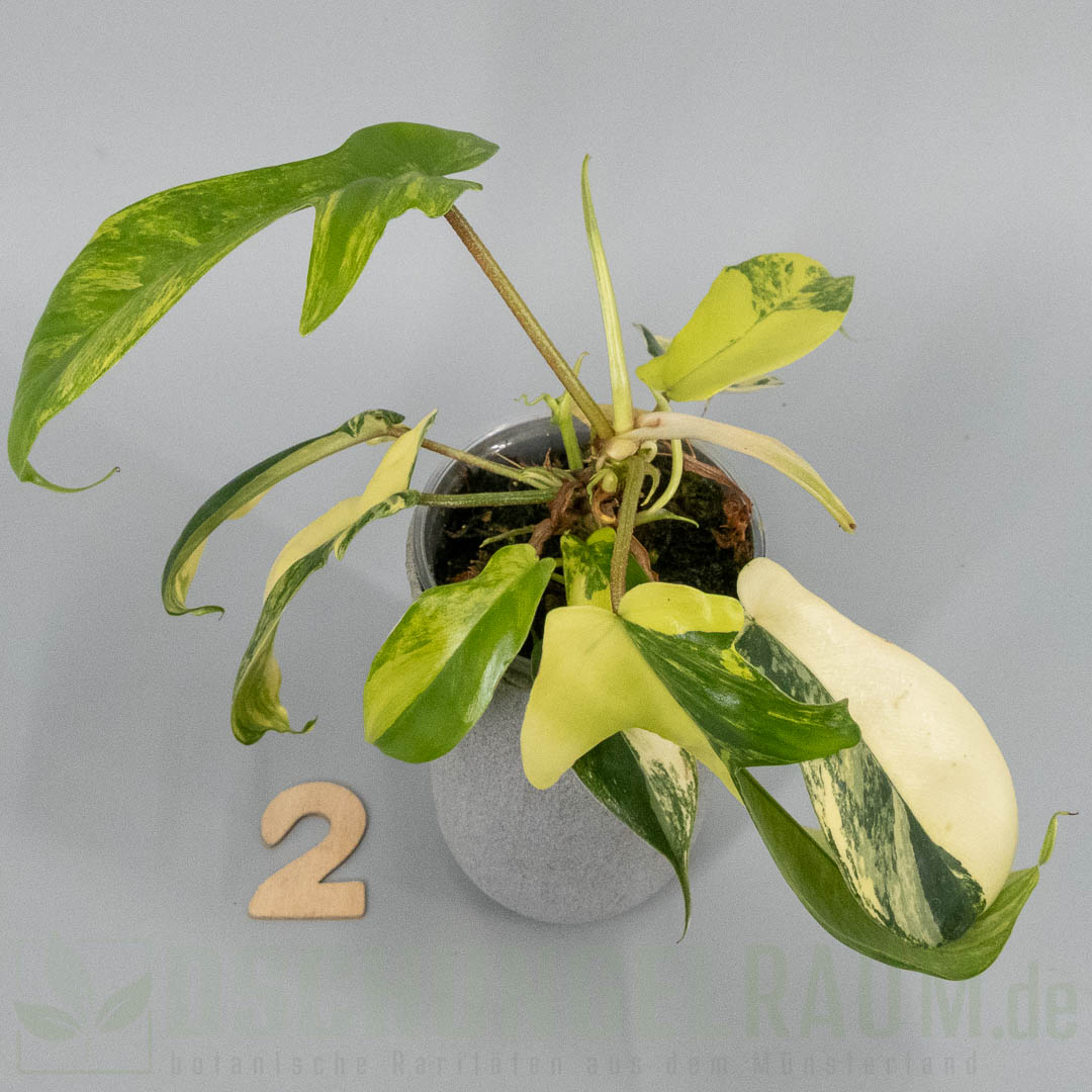Philodendron Florida Beauty variegata