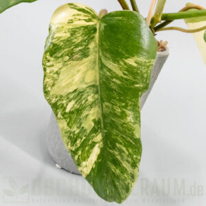 Philodendron bipennifolium violin variegata