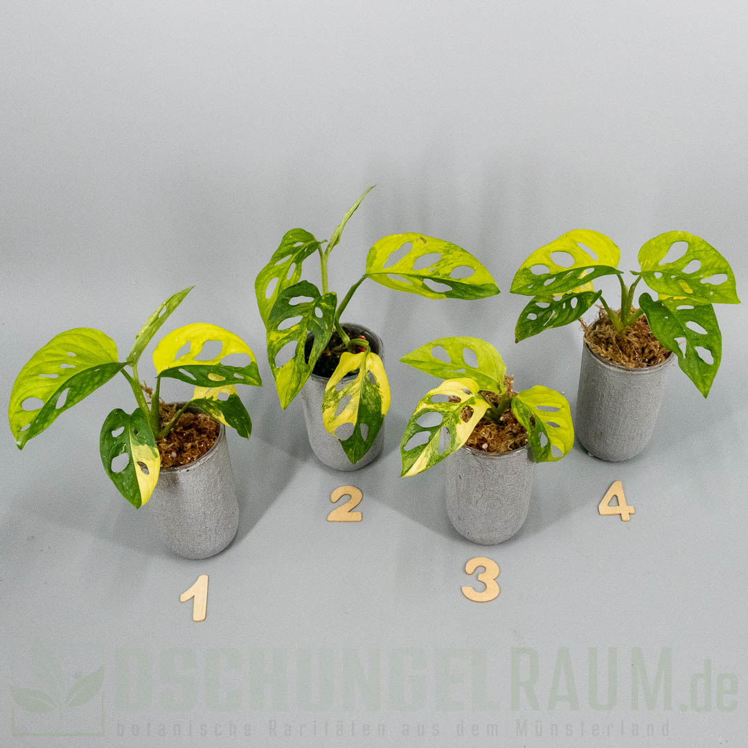 Monstera adansonii aurea