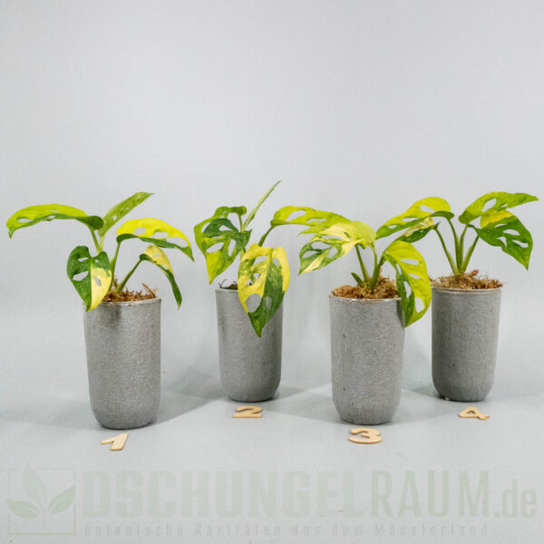 Monstera adansonii aurea