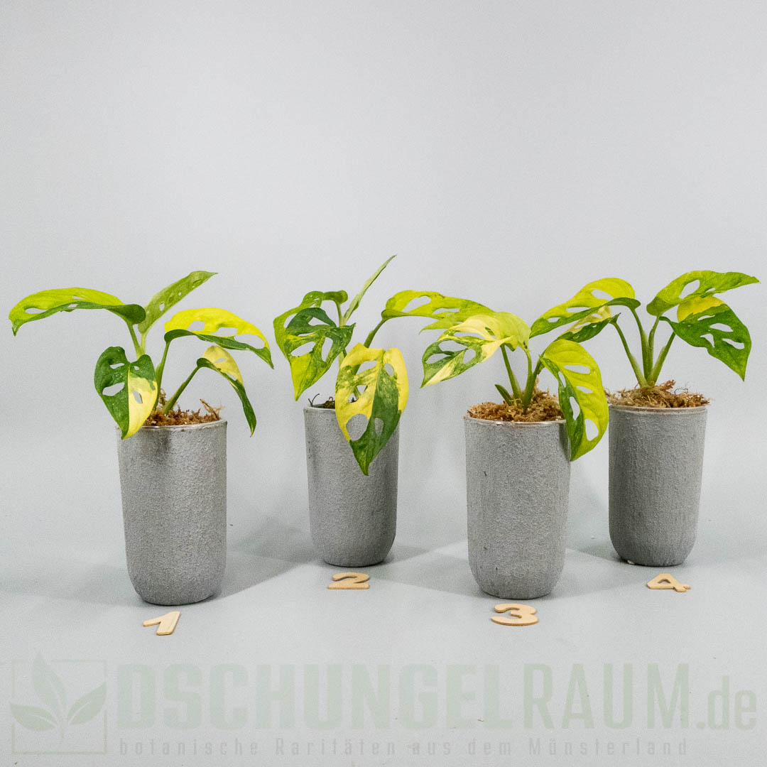 Monstera adansonii aurea